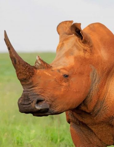 Brown Rhinoceros Wildlife Paint By Numbers