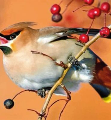 Goldfinch Finch Paint By Numbers