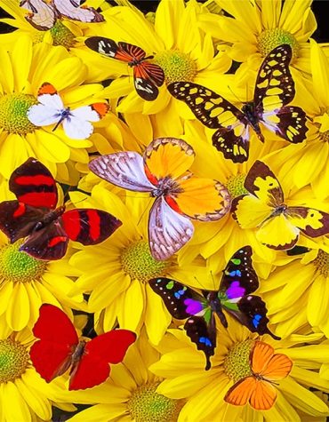 Colorful Butterflies on Yellow Flowers Paint By Numbers