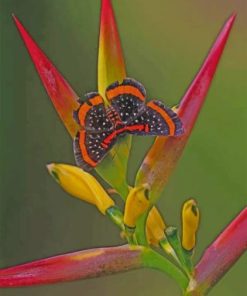Butterflies and Bird of Paradise Paint By Numbers
