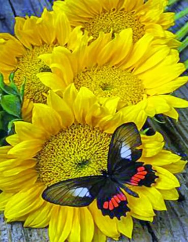 Yellow Butterfly and Sunflowers Paint By Numbers