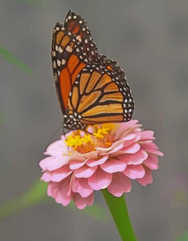 Monarch Butterfly on Pink Blossom Paint By Numbers