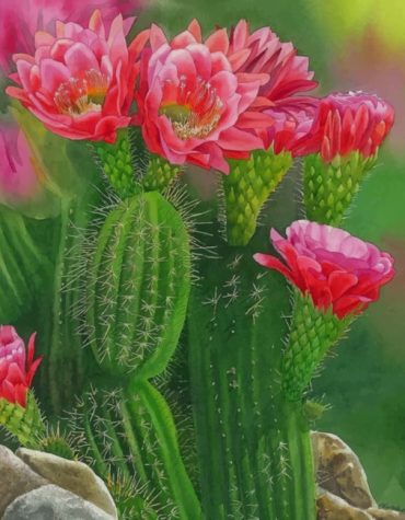 Cactus and Blooming Flowers Paint By Numbers