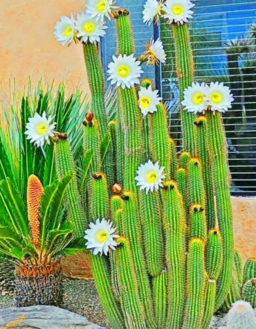 Cactus Aesthetic Floral Paint By Numbers