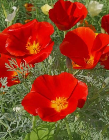 California Red Poppy Floral Paint By Numbers