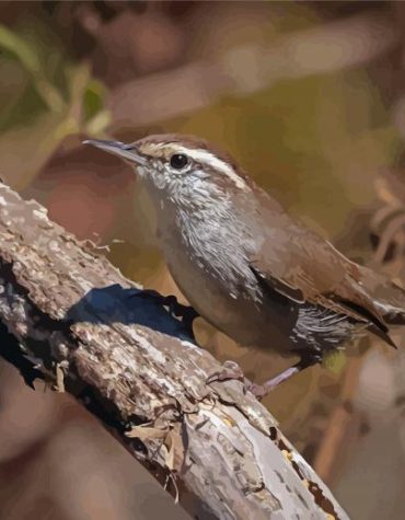 California Wren Bird Paint By Numbers