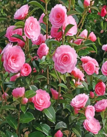 Pink Camellia Blossom Paint By Numbers