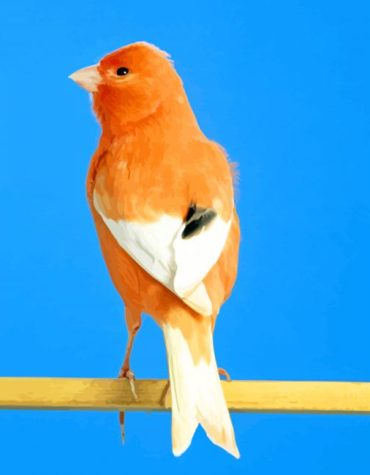 Yellow Canary Birds Paint By Numbers