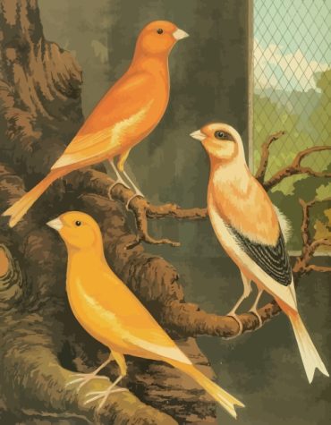 Canary Wildlife Paint By Numbers