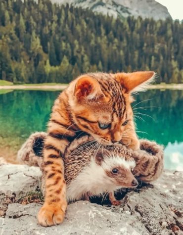 Bengal Cat and Hedgehog Friendship Paint By Numbers