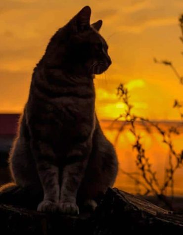 Cat Silhouette Creation Paint By Numbers