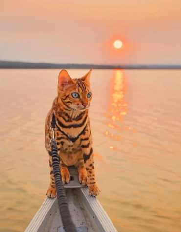 Bengal Cat Magical Sunrise Paint By Numbers
