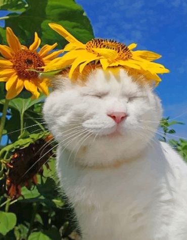 Lovely Cat with Sunflowers Paint By Numbers