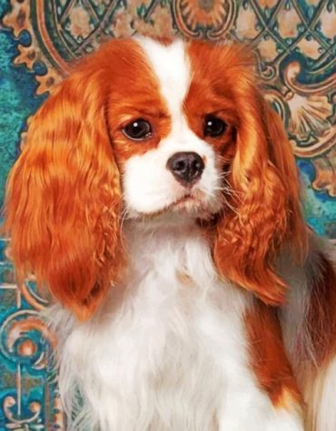 King Charles Spaniel Puppy Paint By Numbers