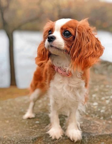 Cavalier Puppy Delight Paint By Numbers