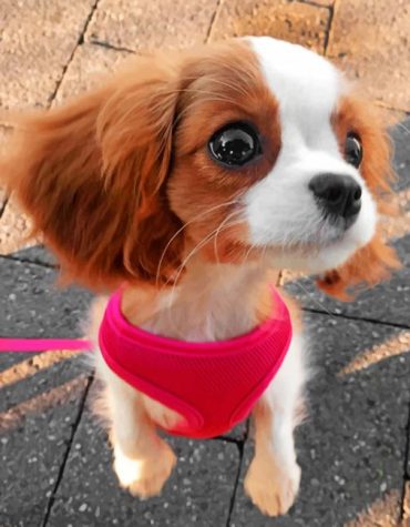 Adorable Cavalier Puppy Paint By Numbers