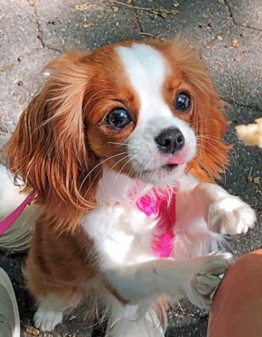 Adorable Cavalier Puppy Paint By Numbers