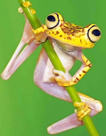 Chachi Tree Frog Canvas Paint By Numbers