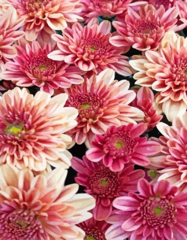 Chrysanthemum Blossoms Paint By Numbers