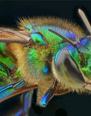 Euglossa Bazinga Close-Up Paint By Numbers