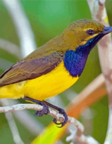 Yellow Sunbird on Branch Paint By Numbers