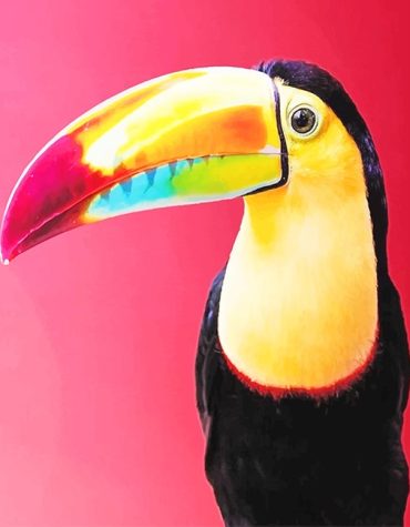 Colorful Toucan Birds Paint By Numbers