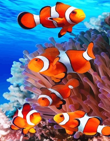 Orange Clown Fish Ocean Paint By Numbers