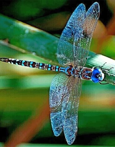 Beautiful Dragonfly Paint By Numbers