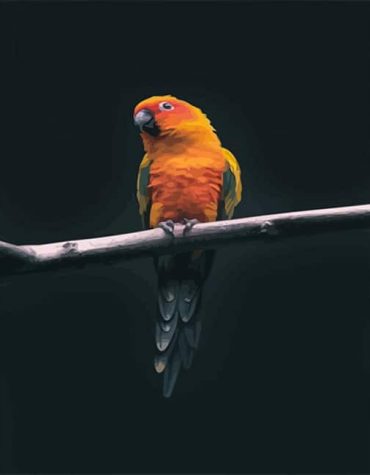 Colorful Parrot Birds Paint By Numbers