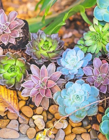 Colorful Succulents Nature Paint By Numbers