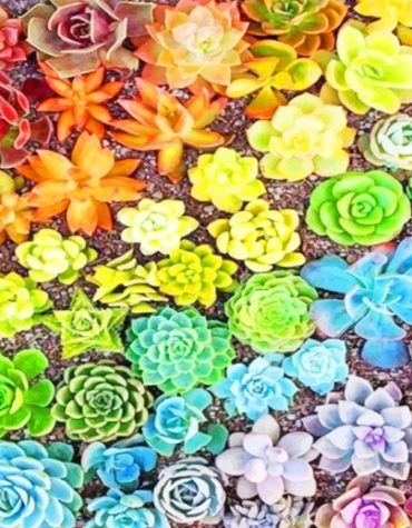 Colorful Succulents Painting Kit Paint By Numbers