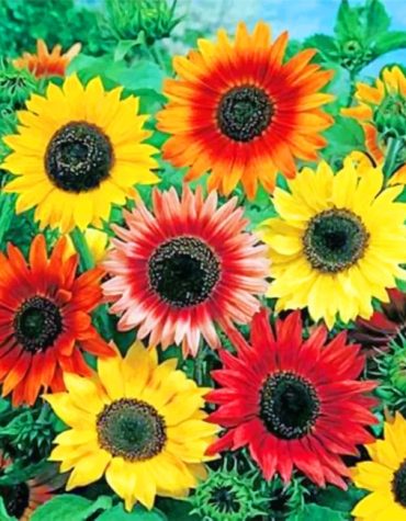 Red and Yellow Sunflowers Paint By Numbers