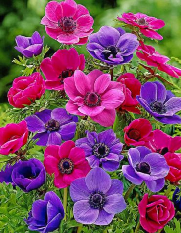 Pink Anemone Bliss Paint By Numbers