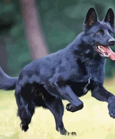 Black Shepherd Puppy Paint By Numbers