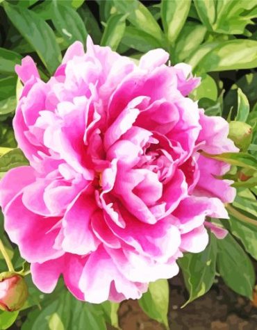 Pink Common Peony Paint By Numbers