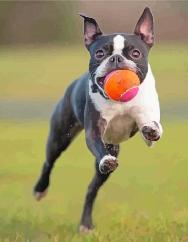 Charming Boston Terrier Paint By Numbers