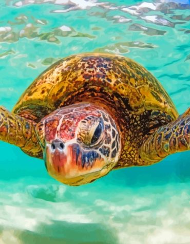 Hawaii Turtle Paint By Numbers