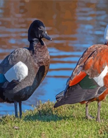 Paradise Shelduck Birds Paint By Numbers