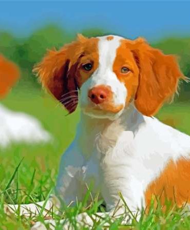 Brown Brittany Spaniel Paint By Numbers