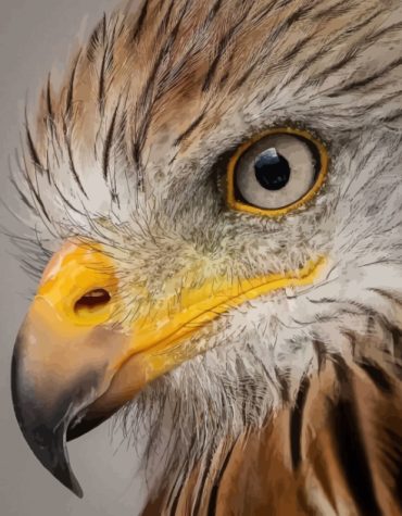 Majestic Eagle Eyes Paint By Numbers