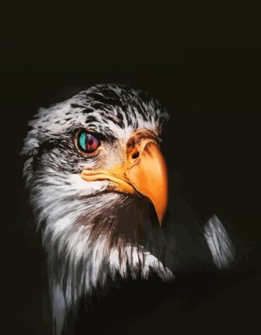 Majestic Eagle Eyes Paint By Numbers