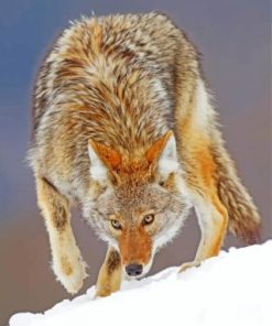 Coyote and Wolf Wildlife Paint By Numbers