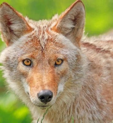 Coyote Wilderness Scene Paint By Numbers