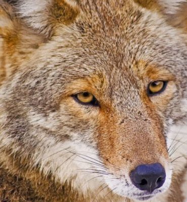 Coyote Wilderness Paint By Numbers