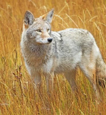 Coyote Wildlife Paint By Numbers