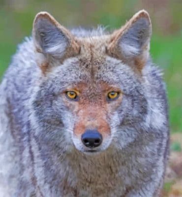 Coyote and Wolf Duo Paint By Numbers