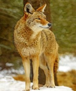 Coyote and Wolf Paint By Numbers