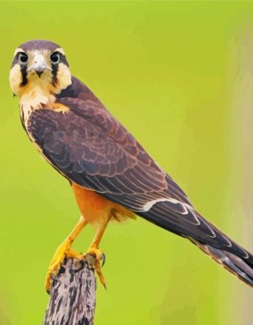 Cute Aplomado Falcon Paint By Numbers