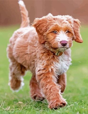 Cute Brown Labradoodle Puppies Paint By Numbers