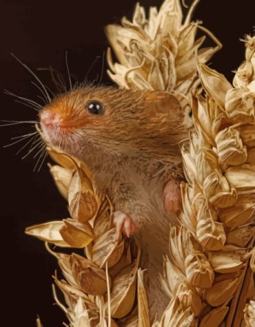 Charming Hamster Paint By Numbers